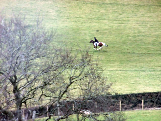 Cathy Feeney, wife of Huntsman, gallops after the pack