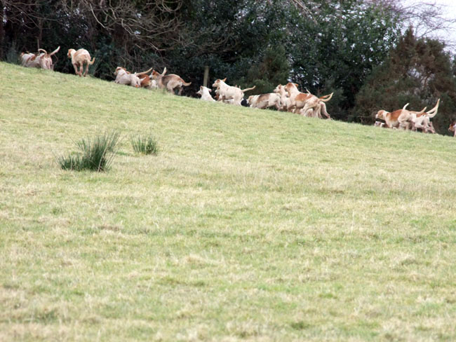 Hounds in 'full cry'