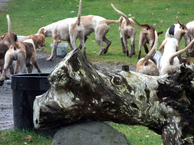 Hounds pick up a scent
