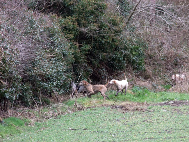 Hounds tracing the scent