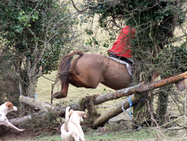 Hounds wonder if their Huntsman wants them to jump it too